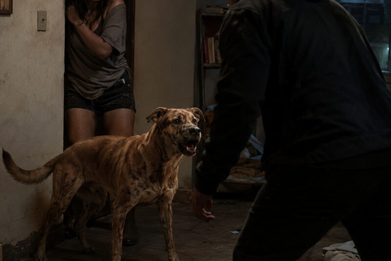 Un perro rescatado de las calles de Ciudad de México regresó el favor… enfrentándose al hombre que atacó a su dueña
